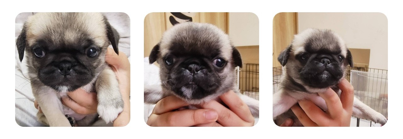 販売中の子犬イメージ